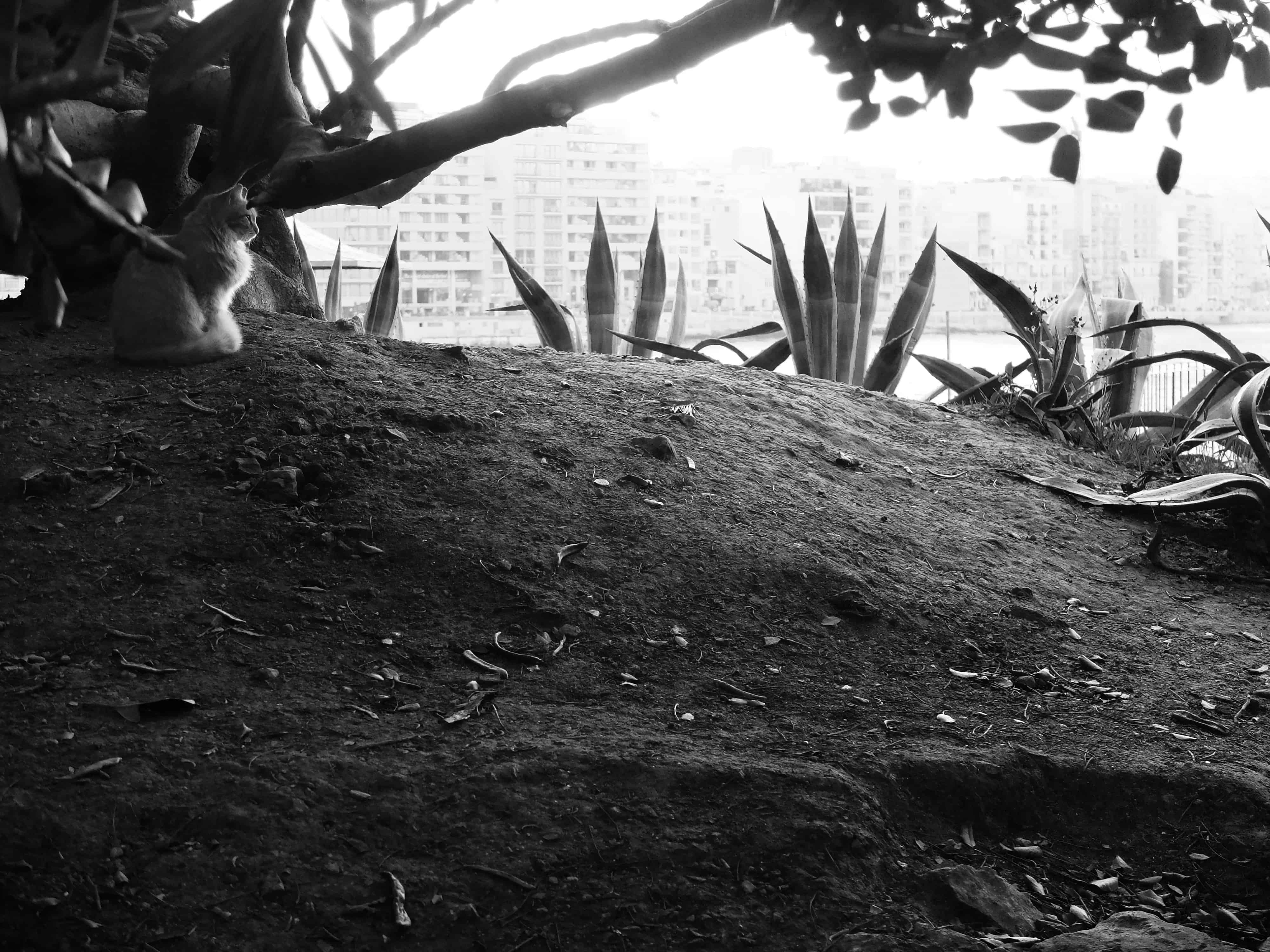 chat à malte
