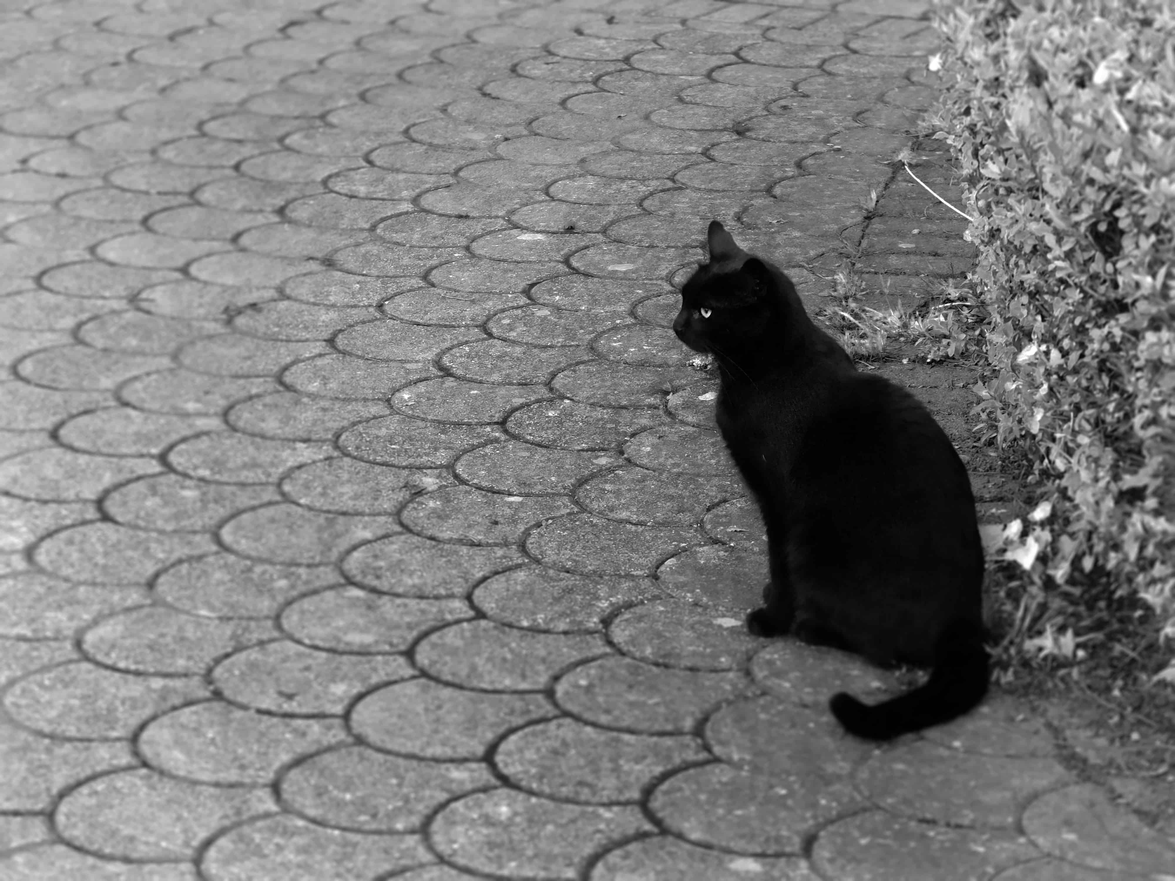 chat à malte