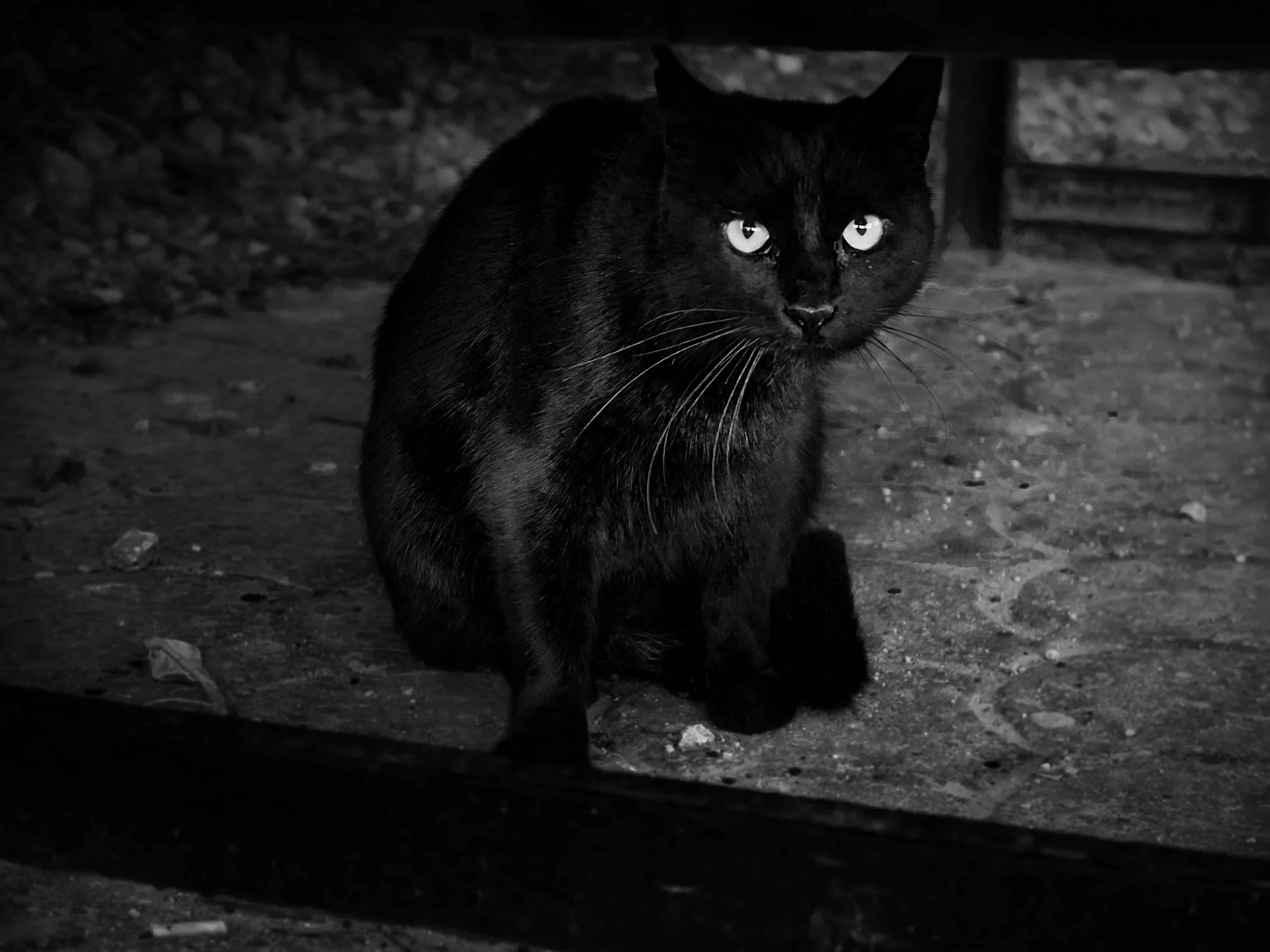 chat à malte