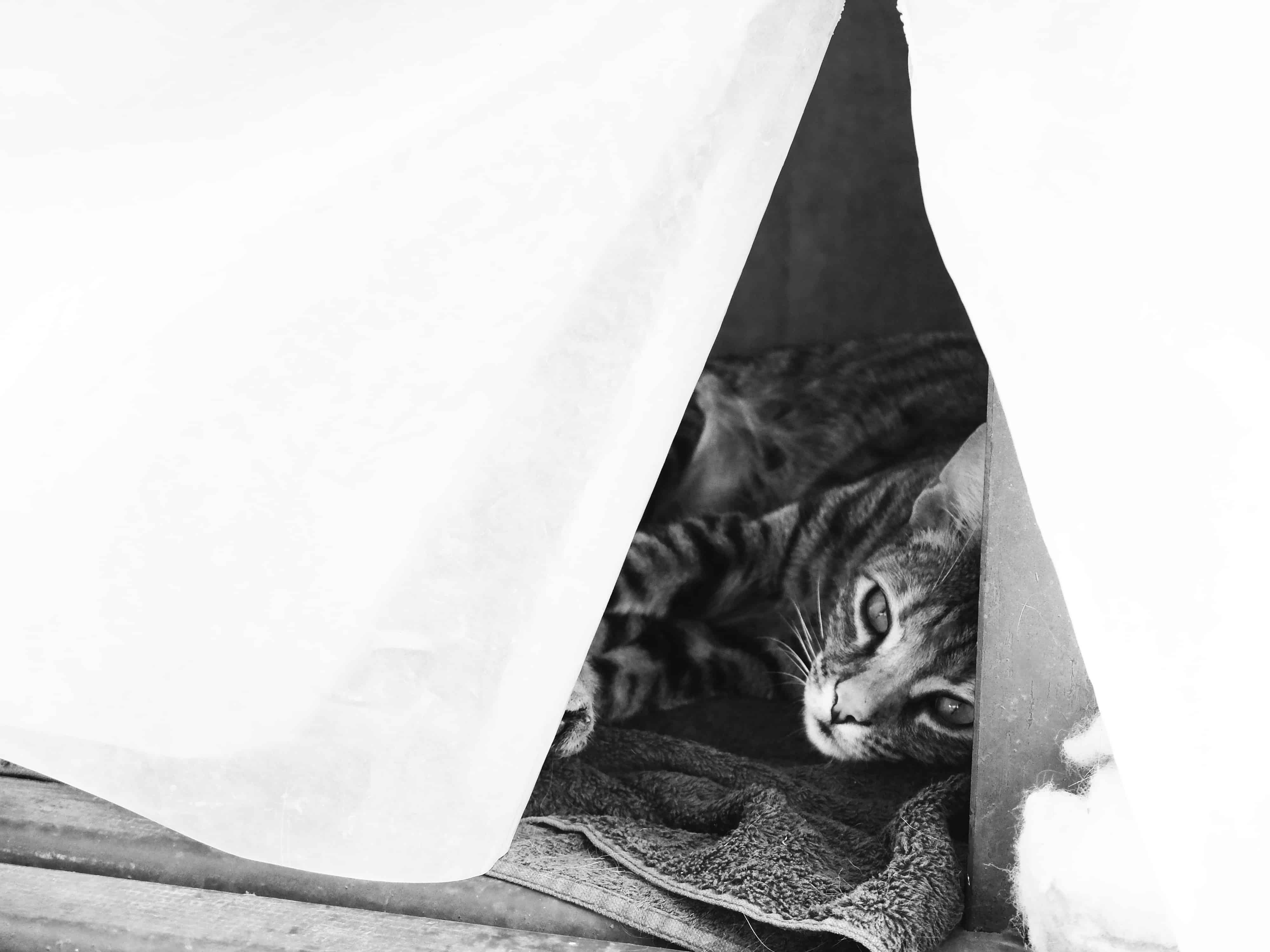 chat à malte