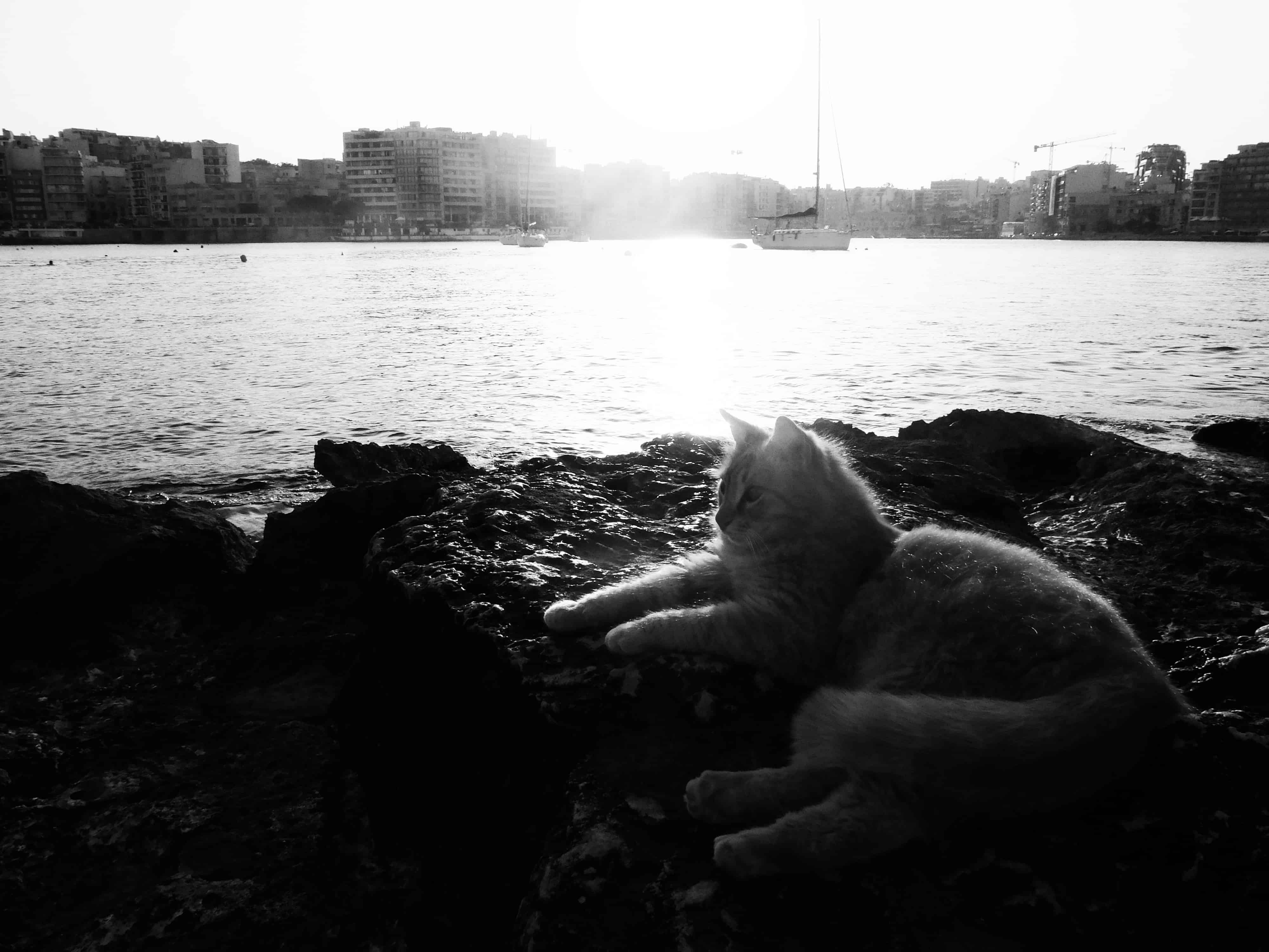 chat à malte