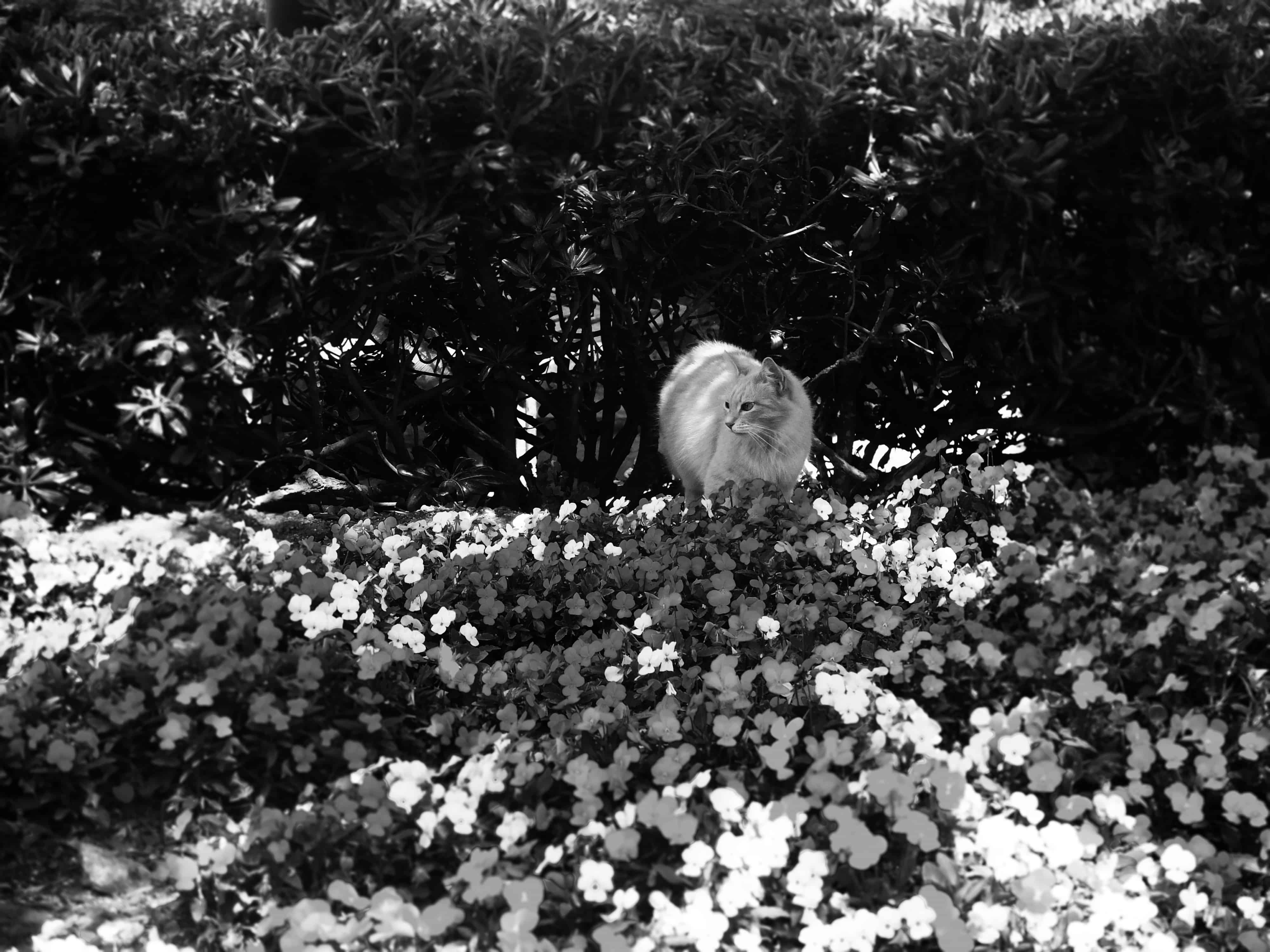 chat à malte