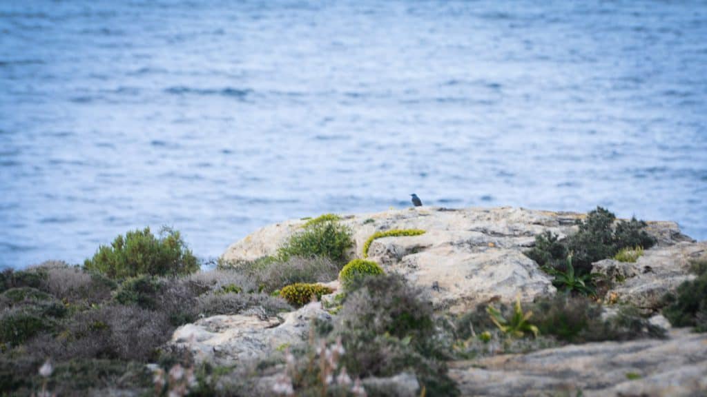 blue-rock-thrush monticole bleu malte oiseau nature