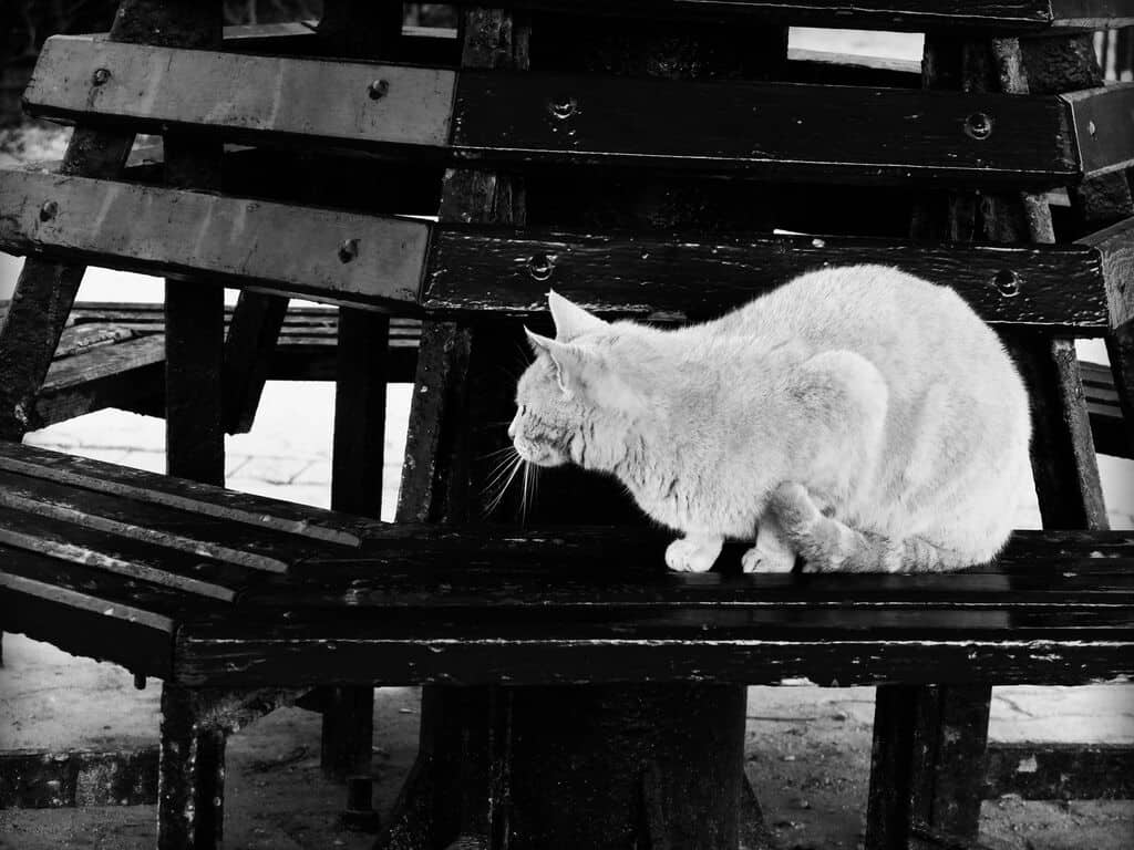 chat à malte